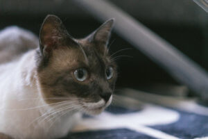 YouTuber必見！「ペット系」動画のメリットと注意点とは